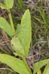 Manyflower beardtongue